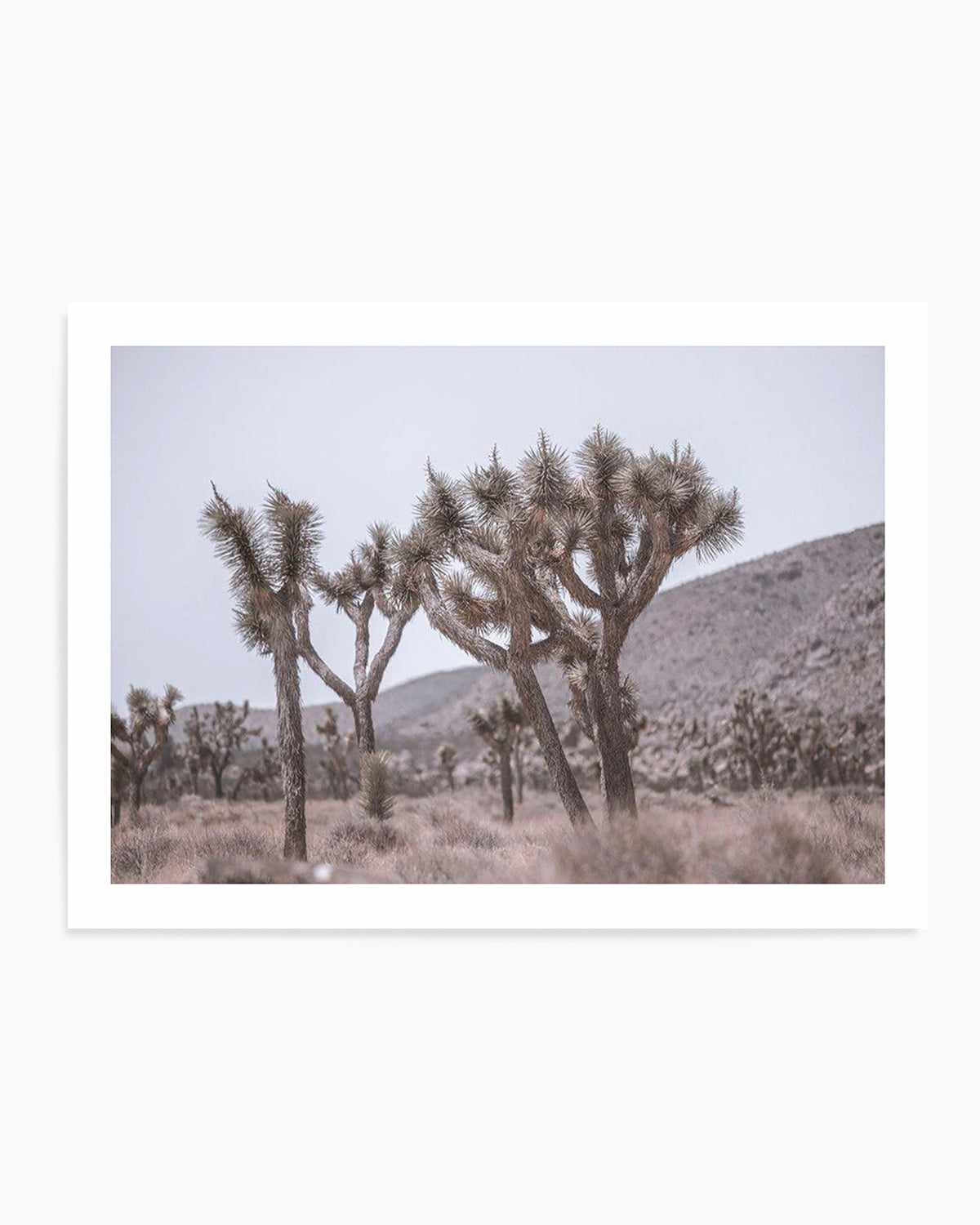 Cool Joshua Tree | LS Art Print