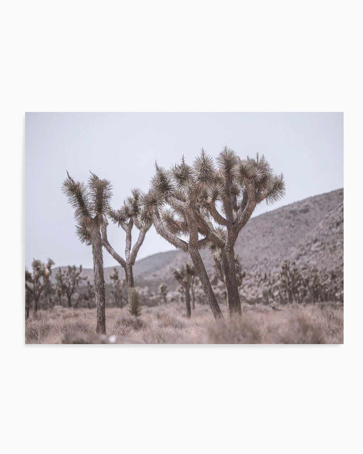 Cool Joshua Tree | LS Art Print