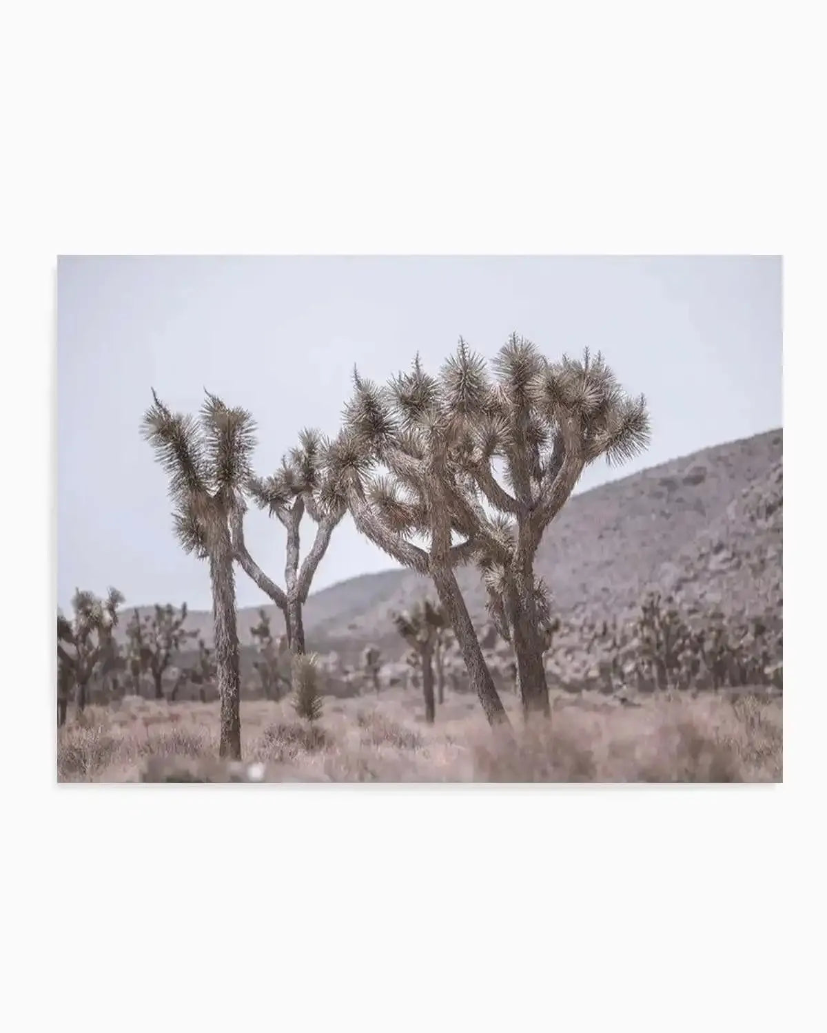 Cool Joshua Tree | LS Art Print from Olive et Oriel where you can shop wallpaper and artworks online