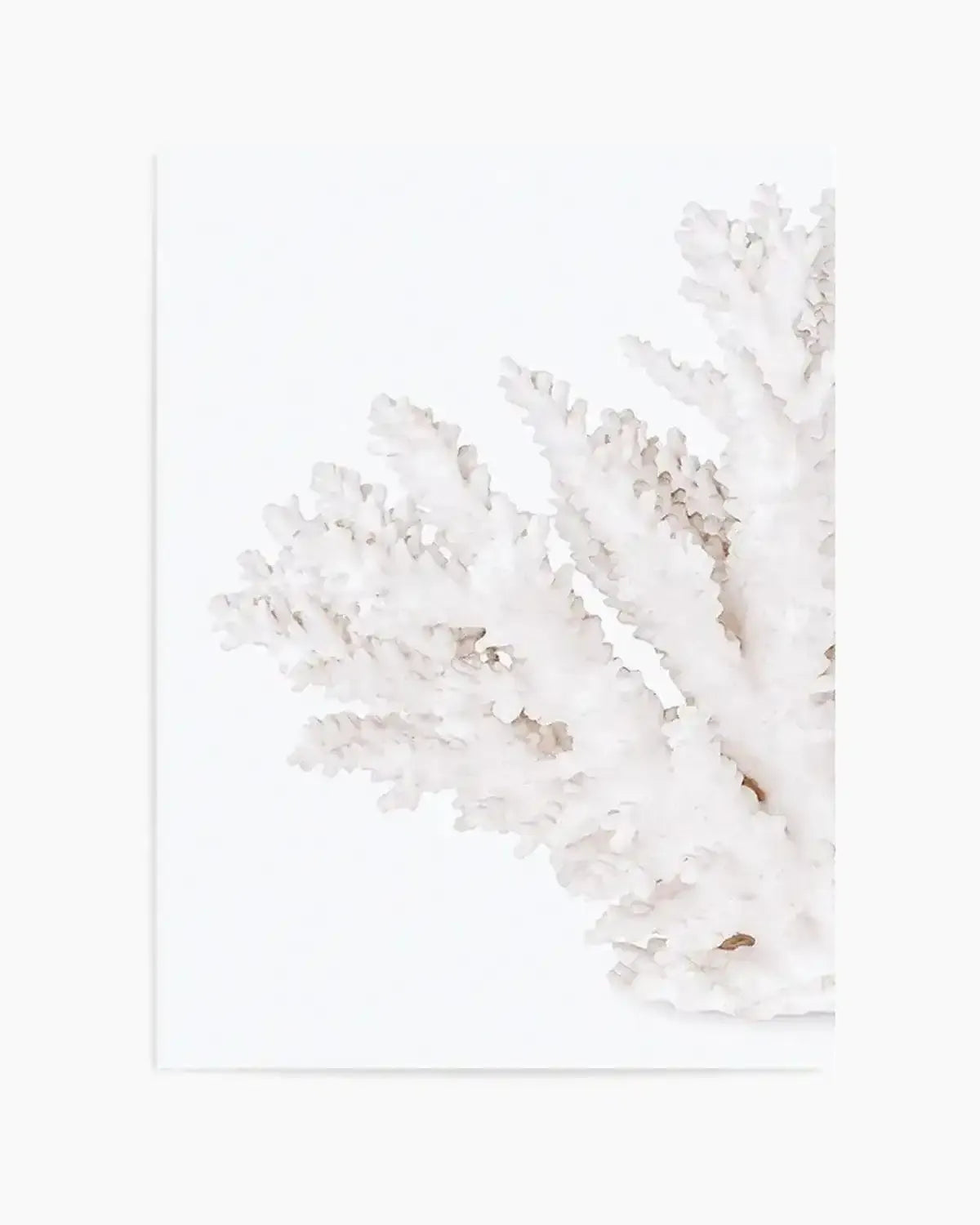 Coral II | Left Art Print from Olive et Oriel where you can shop wallpaper and artworks online