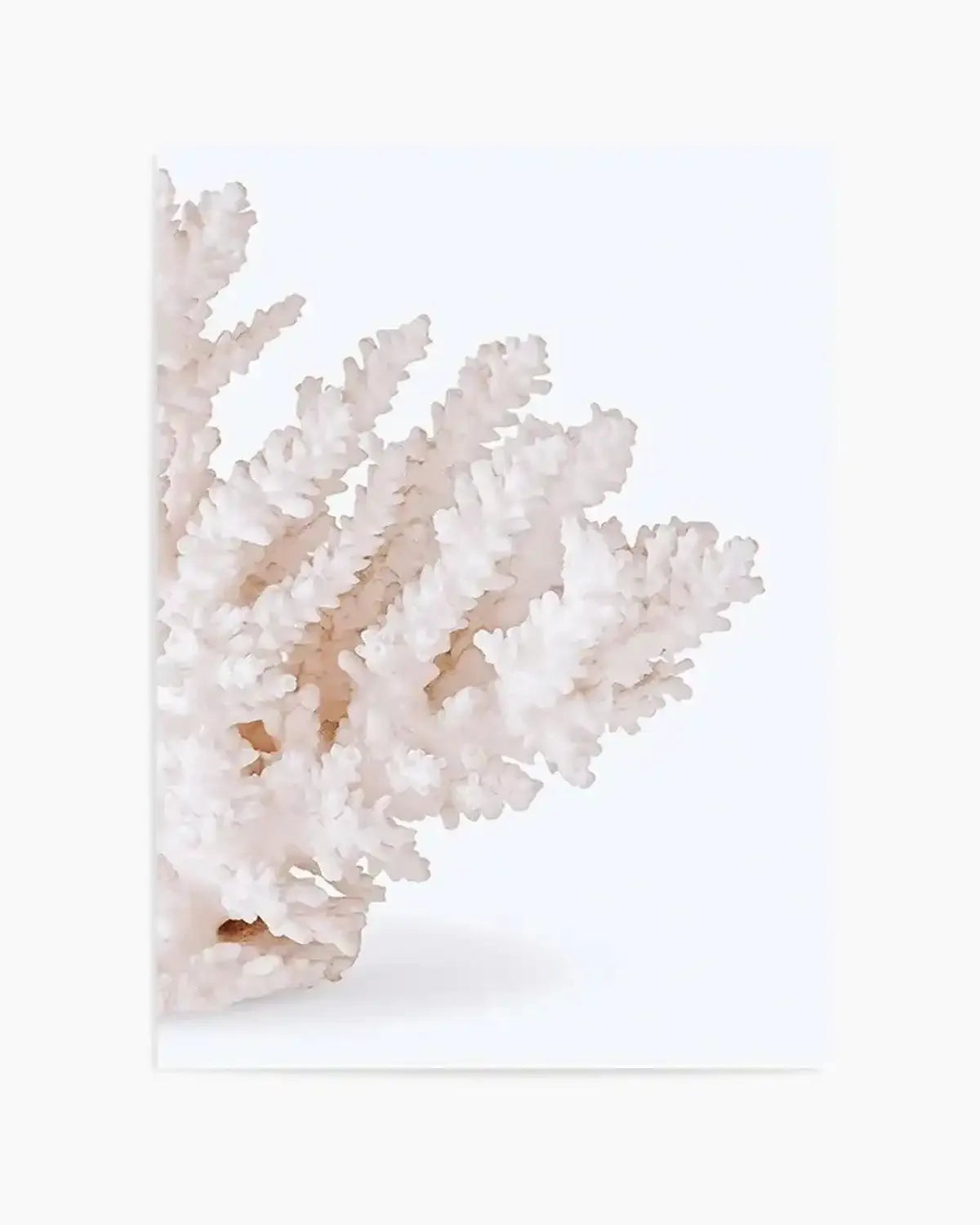 Coral II | Right Art Print from Olive et Oriel where you can shop wallpaper and artworks online