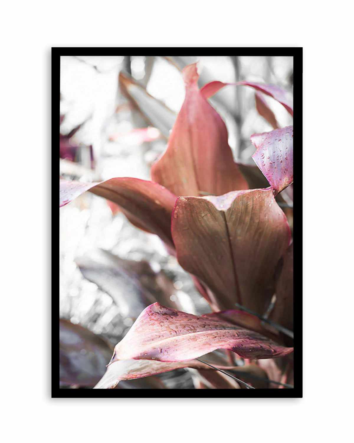 Cordyline Plant Art Print