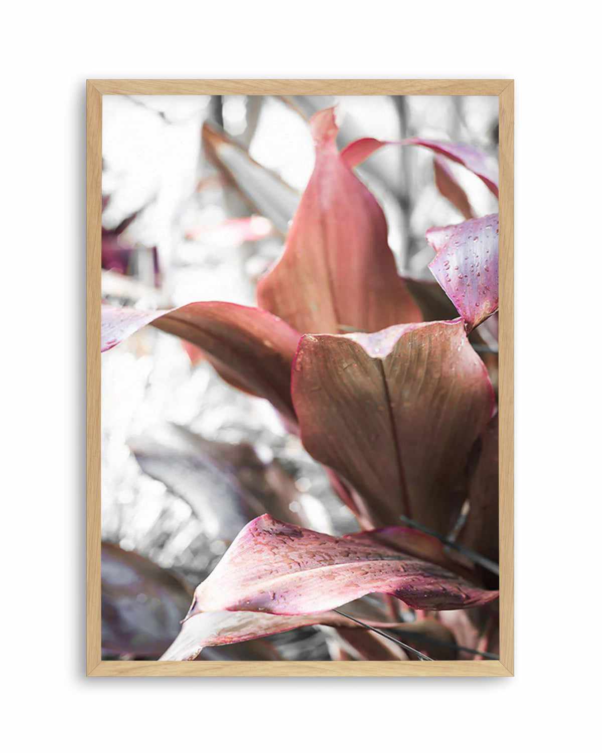 Cordyline Plant Art Print