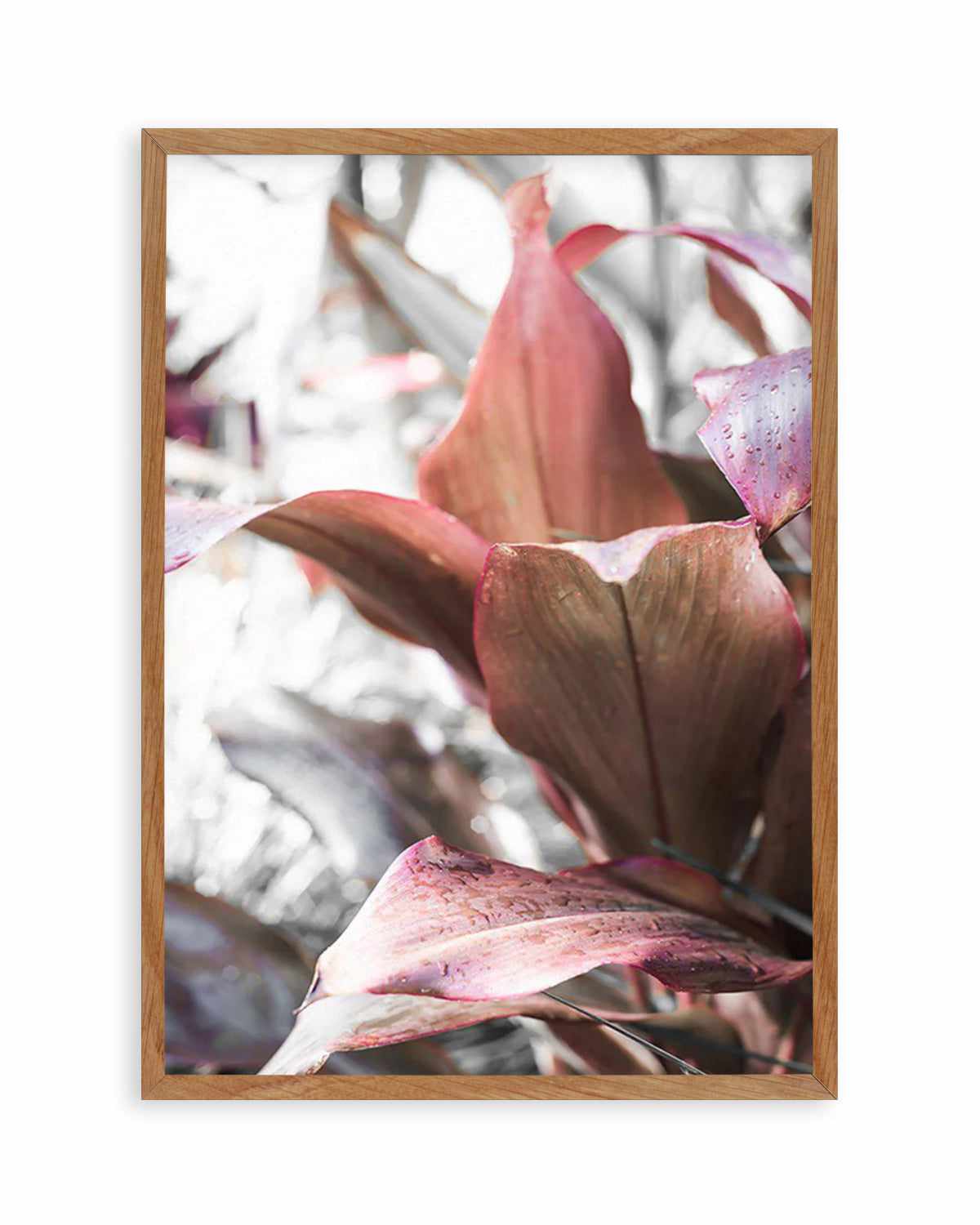 Cordyline Plant Art Print