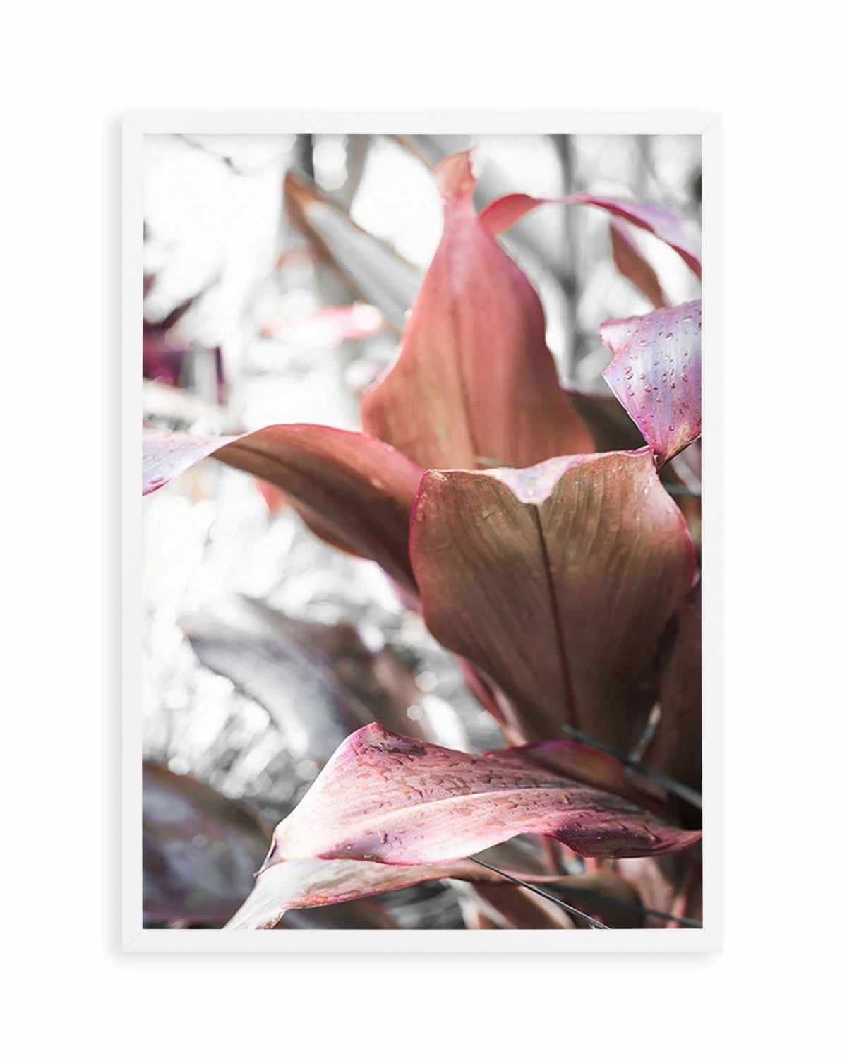 Cordyline Plant Art Print