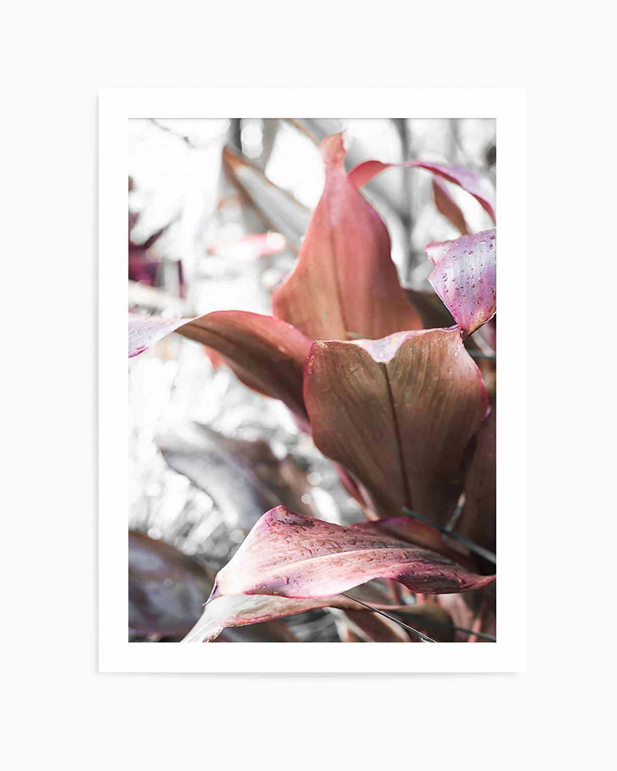 Cordyline Plant Art Print