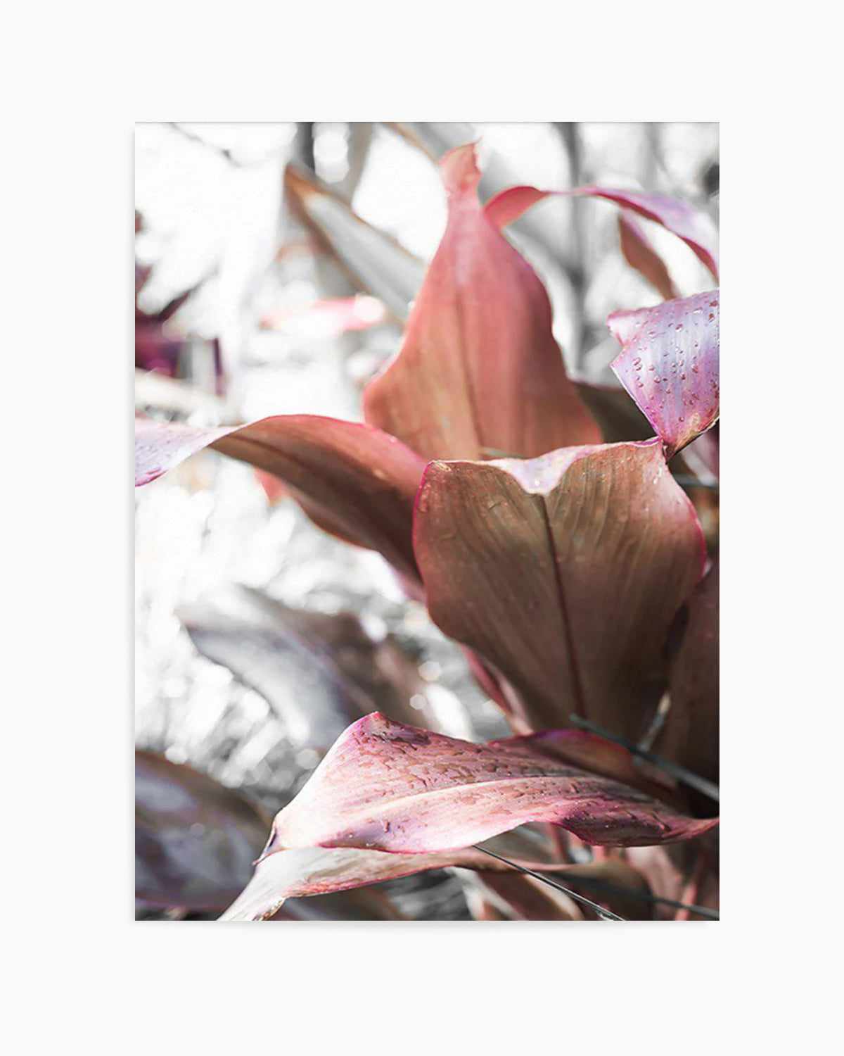 Cordyline Plant Art Print