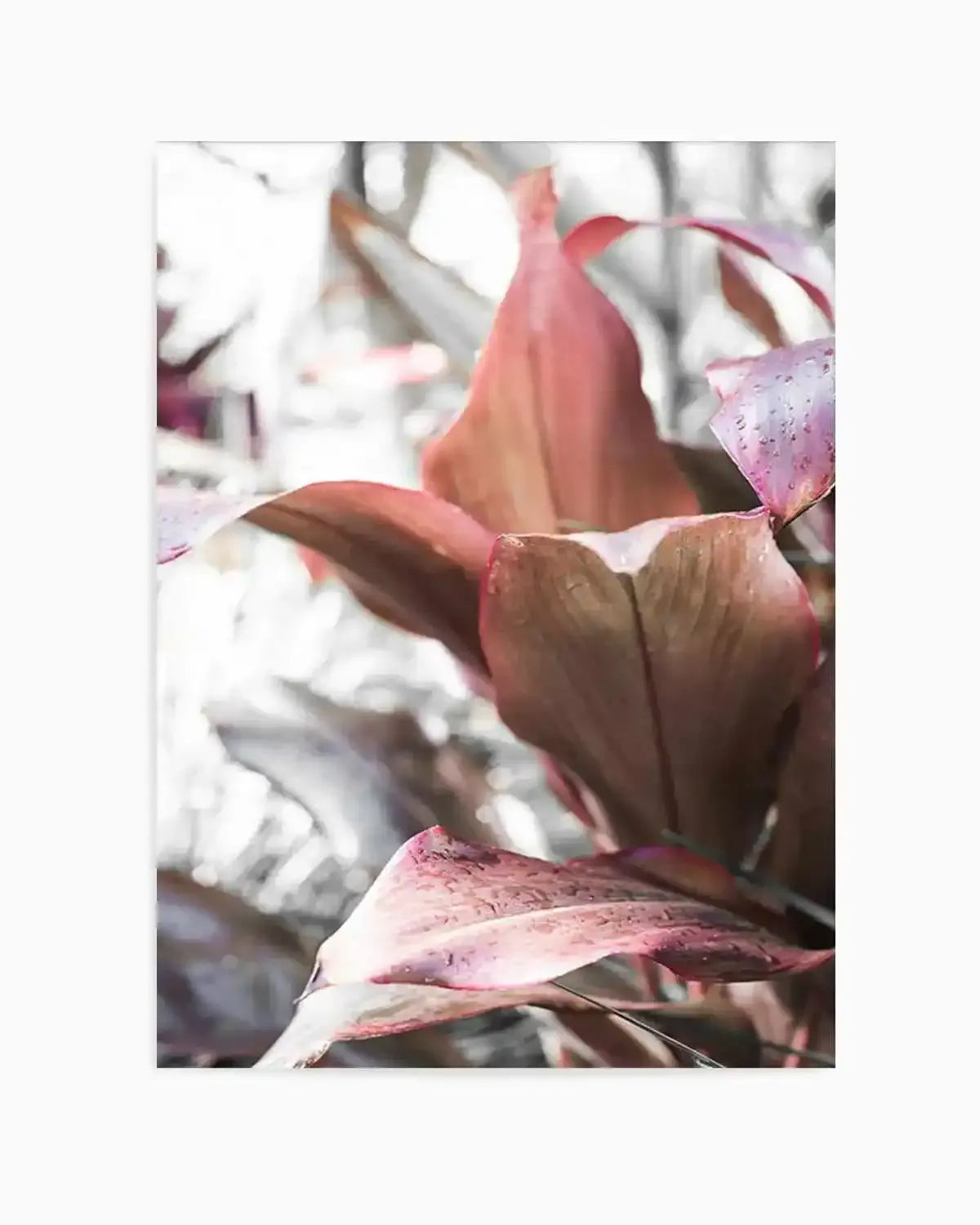 Cordyline Plant Art Print from Olive et Oriel where you can shop wallpaper and artworks online