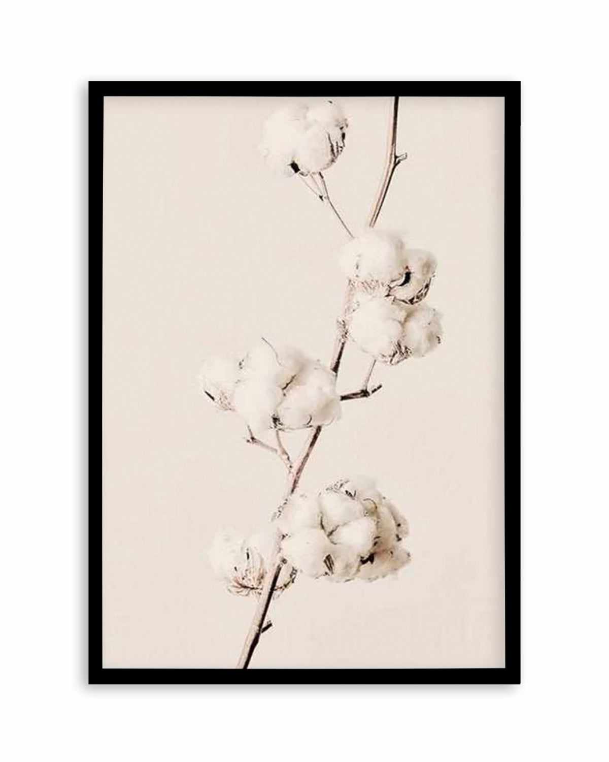 Cotton In Bloom Art Print