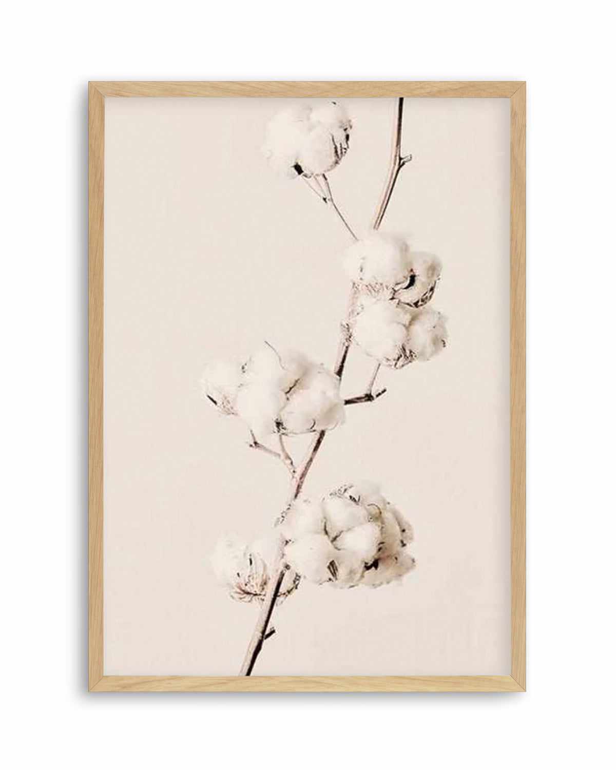 Cotton In Bloom Art Print