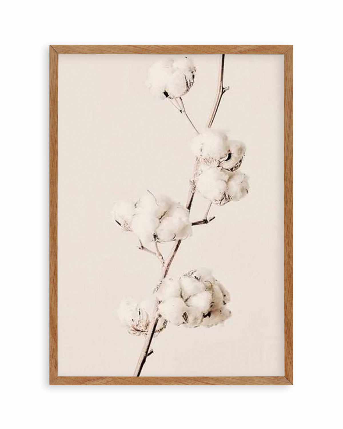 Cotton In Bloom Art Print