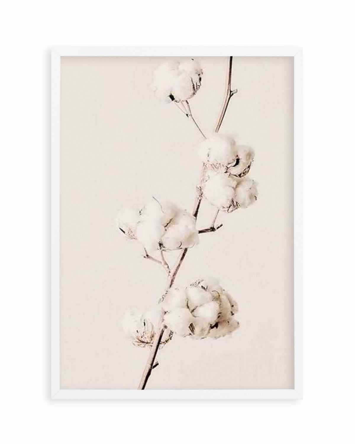 Cotton In Bloom Art Print