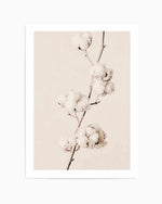 Cotton In Bloom Art Print