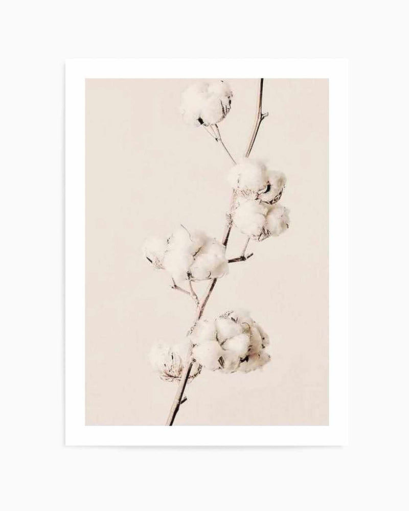 Cotton In Bloom Art Print