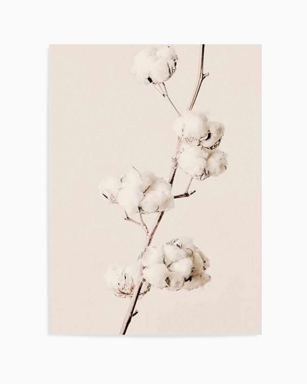 Cotton In Bloom Art Print