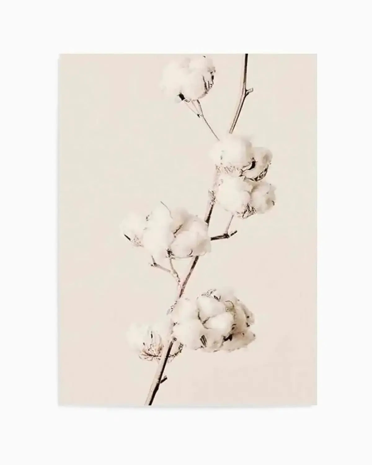 Cotton In Bloom Art Print from Olive et Oriel where you can shop wallpaper and artworks online