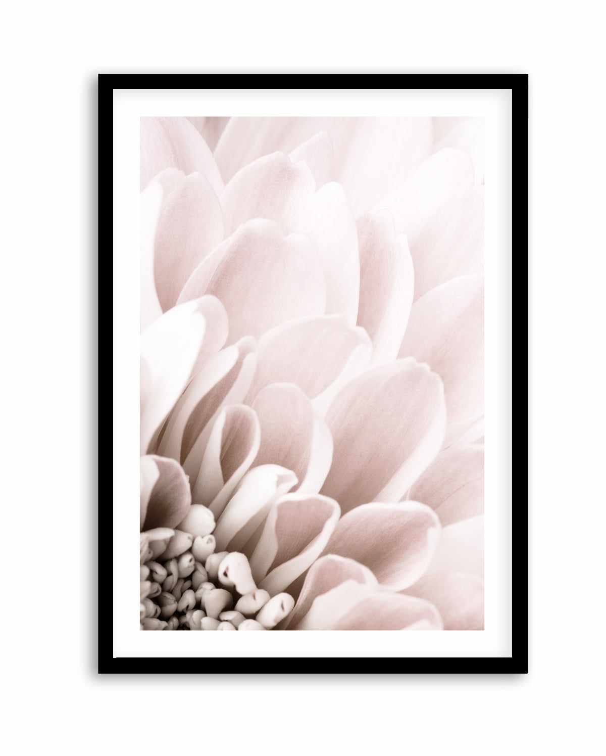 Chrysanthemum No 03 By Studio III | Art Print