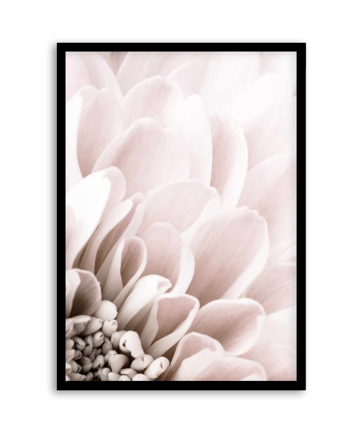 Chrysanthemum No 03 By Studio III | Art Print