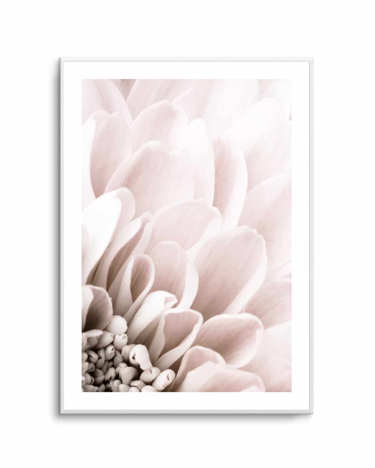 Chrysanthemum No 03 By Studio III | Art Print