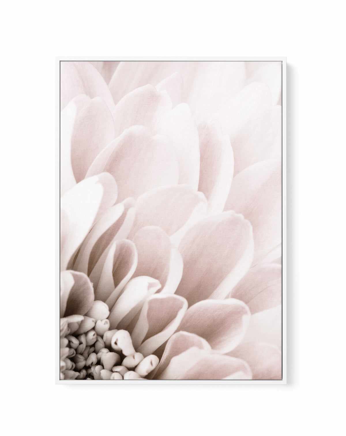 Crysanthemum No 03 By Studio III | Framed Canvas Art Print