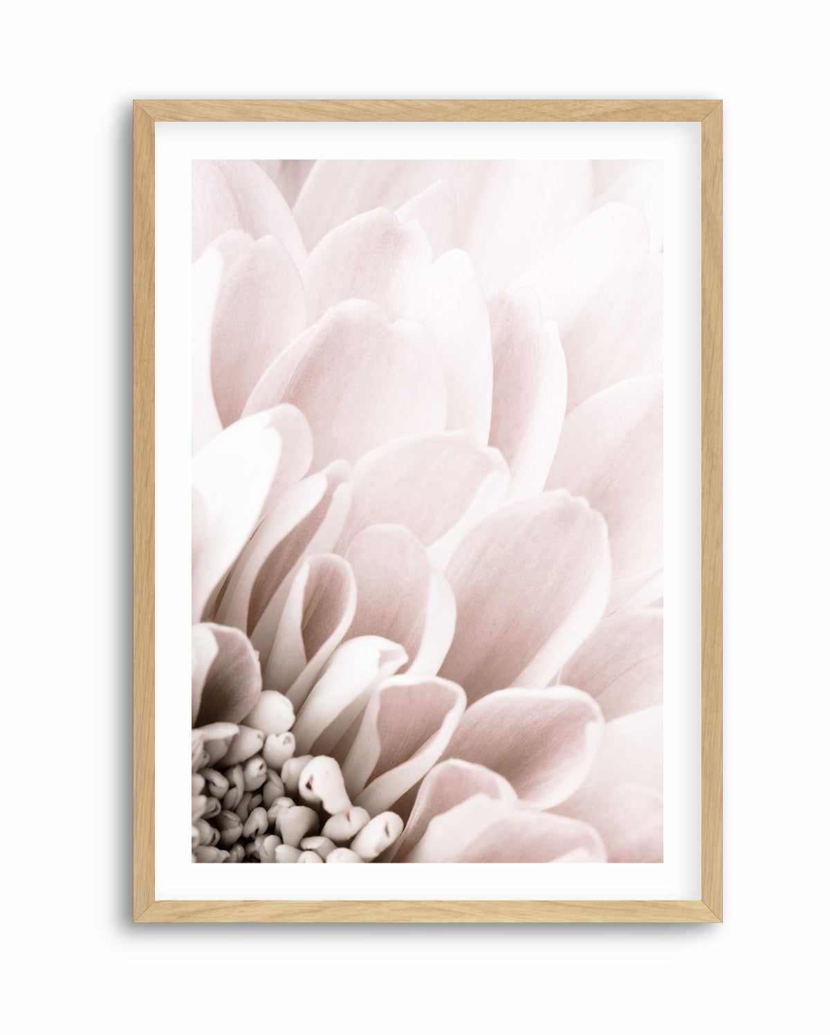 Chrysanthemum No 03 By Studio III | Art Print