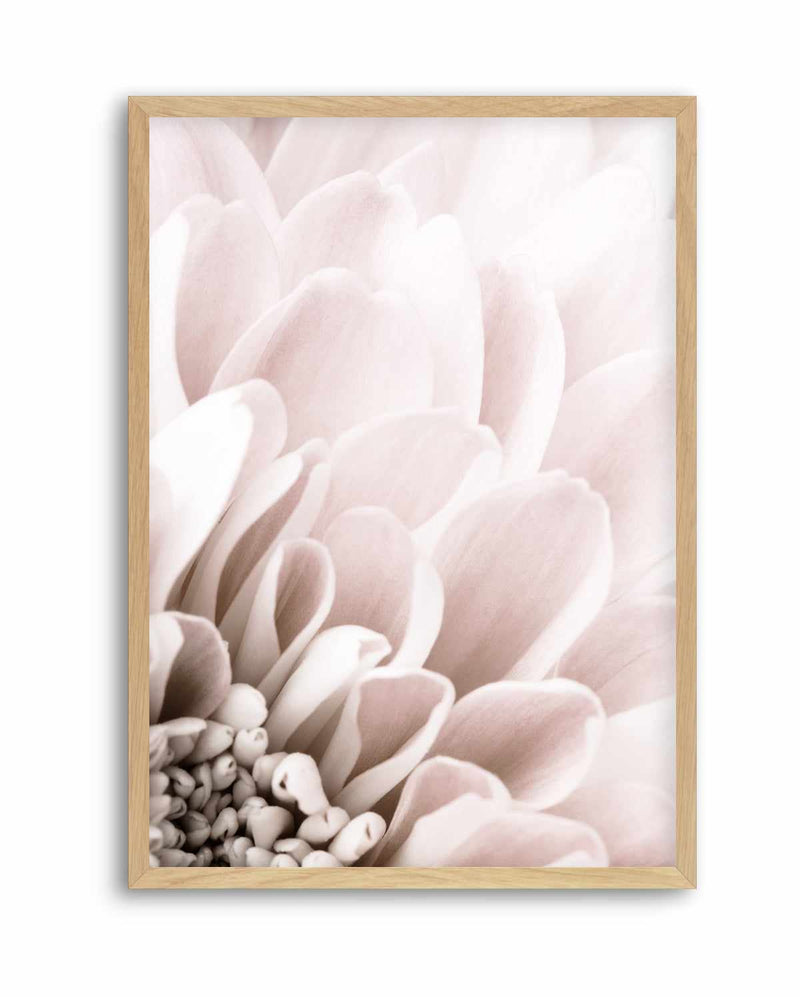 Chrysanthemum No 03 By Studio III | Art Print