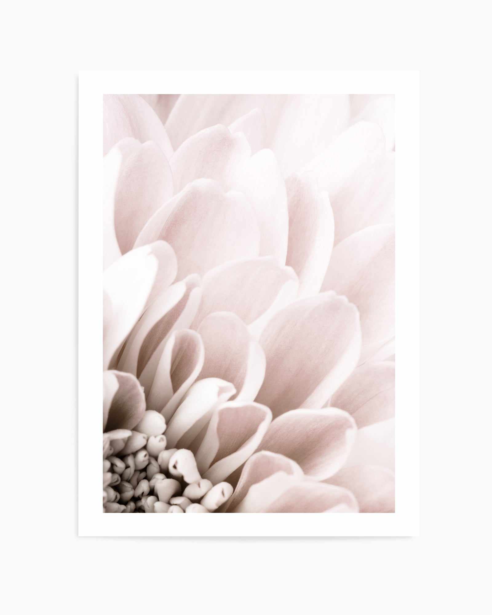 Chrysanthemum No 03 By Studio III | Art Print