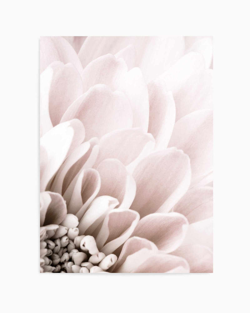 Chrysanthemum No 03 By Studio III | Art Print