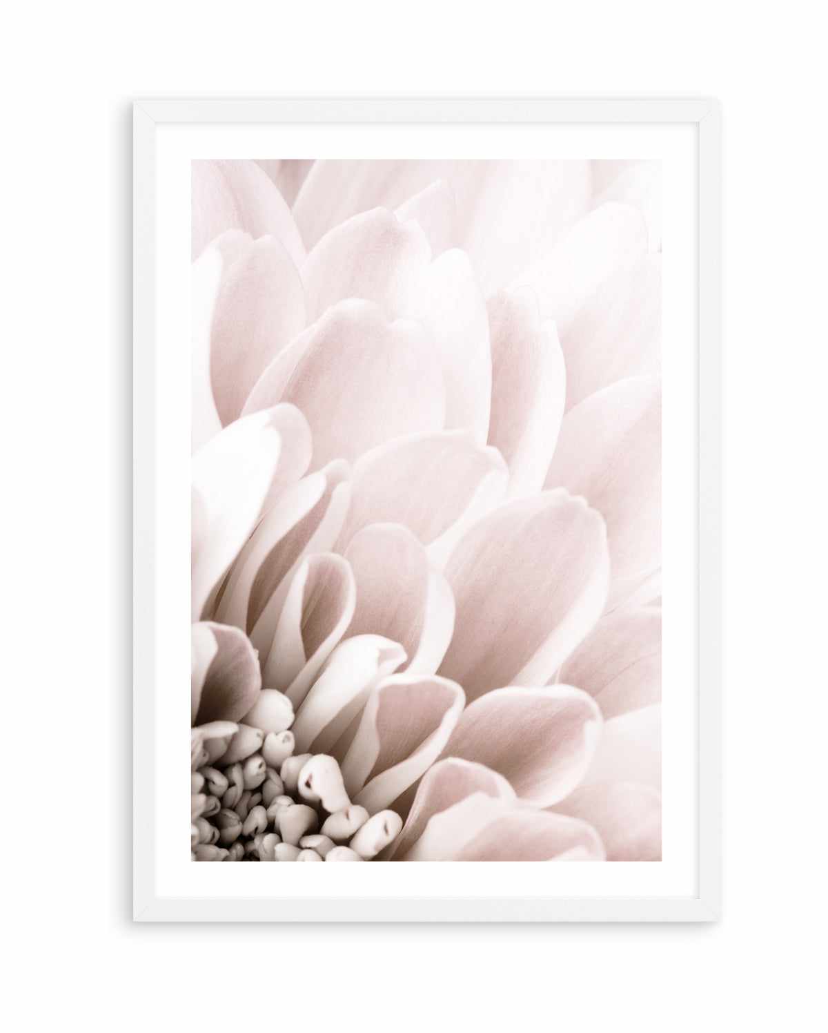 Chrysanthemum No 03 By Studio III | Art Print