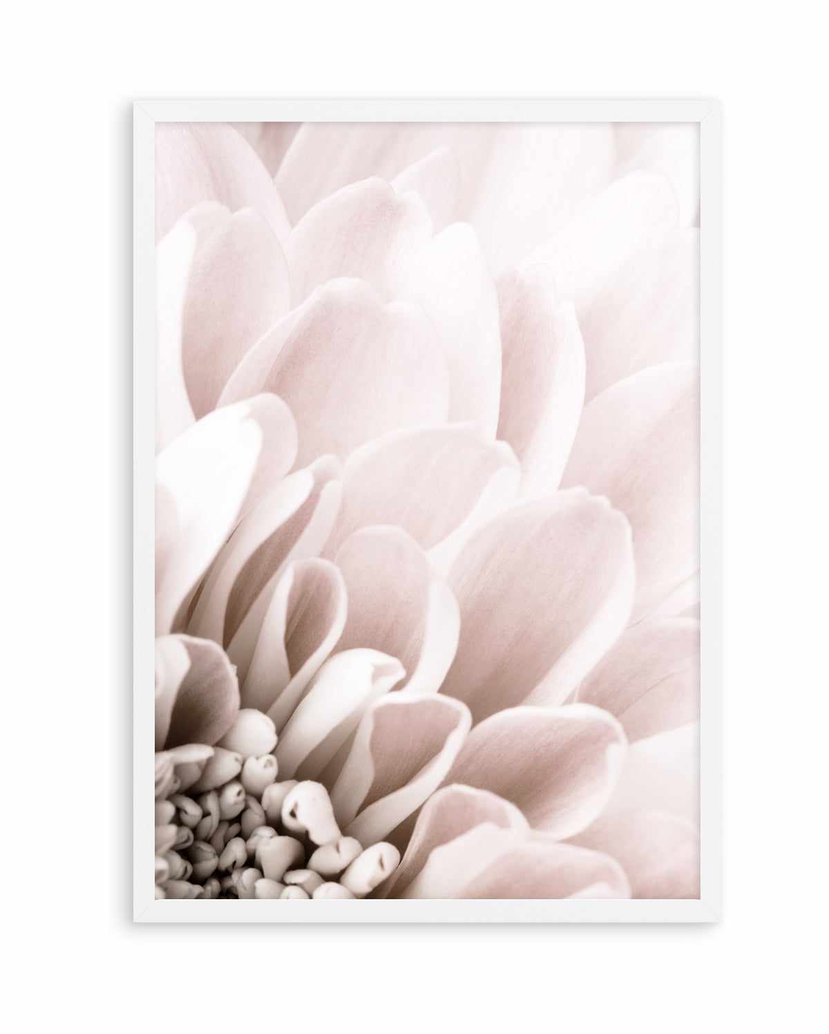 Chrysanthemum No 03 By Studio III | Art Print