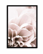Chrysanthemum No 07 By Studio III | Art Print