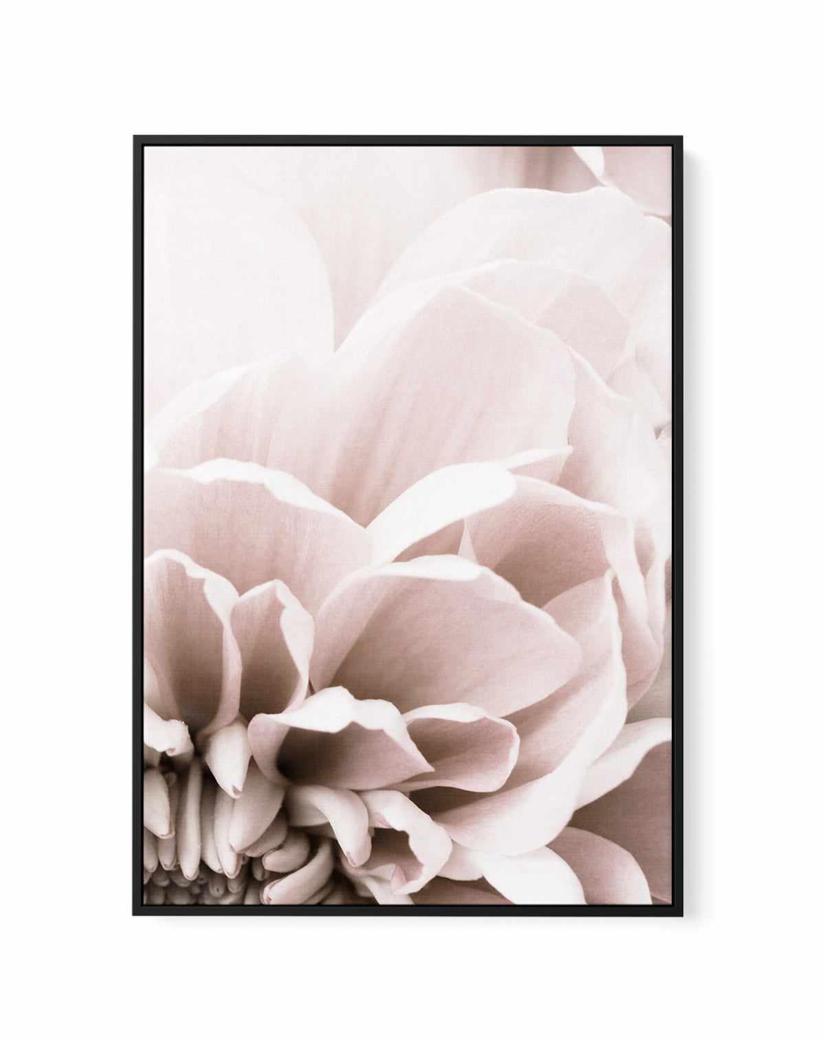Chrysanthemum | Framed Canvas Art Print from Olive et Oriel where you can shop wallpaper and artworks online