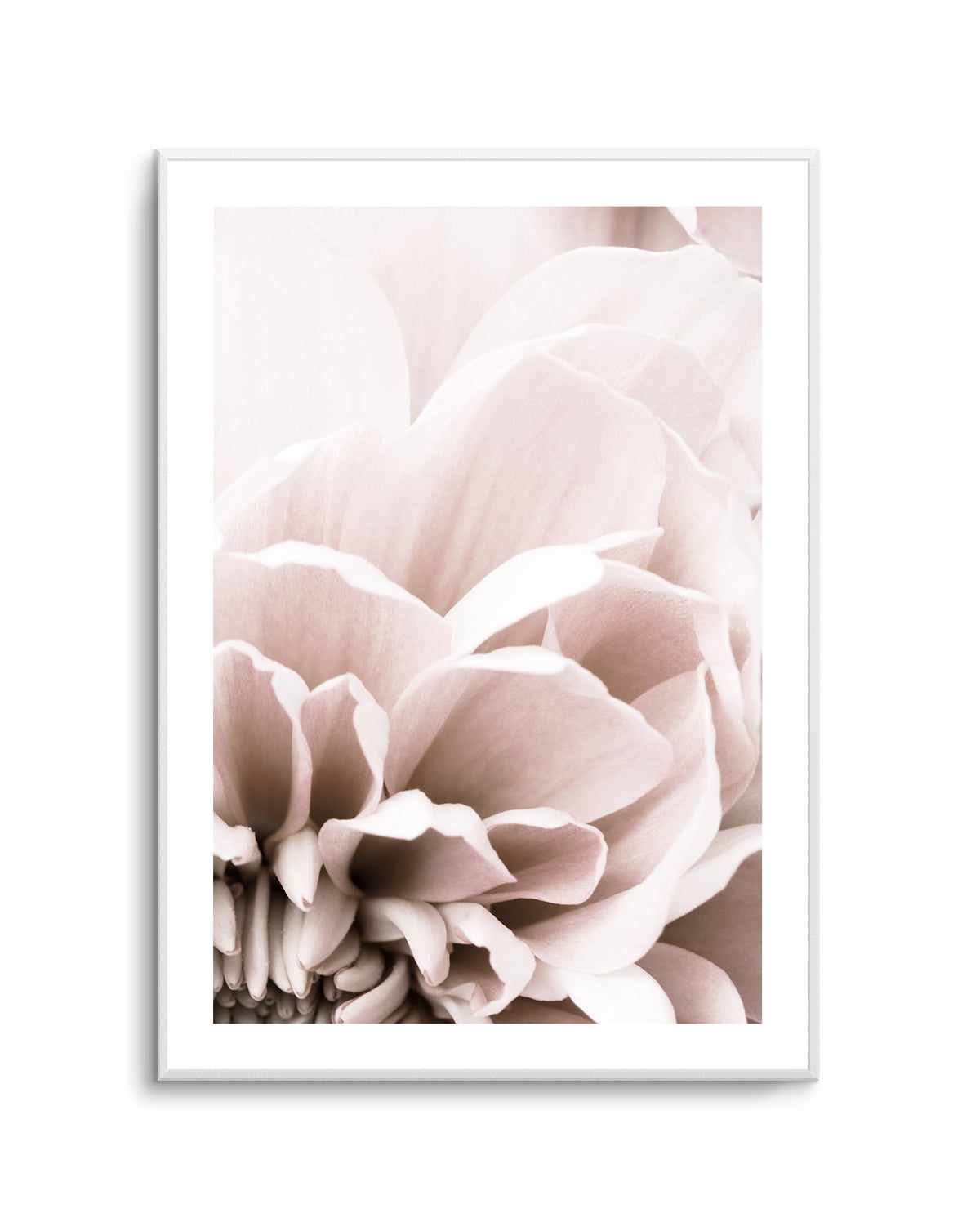 Chrysanthemum No 07 By Studio III | Art Print