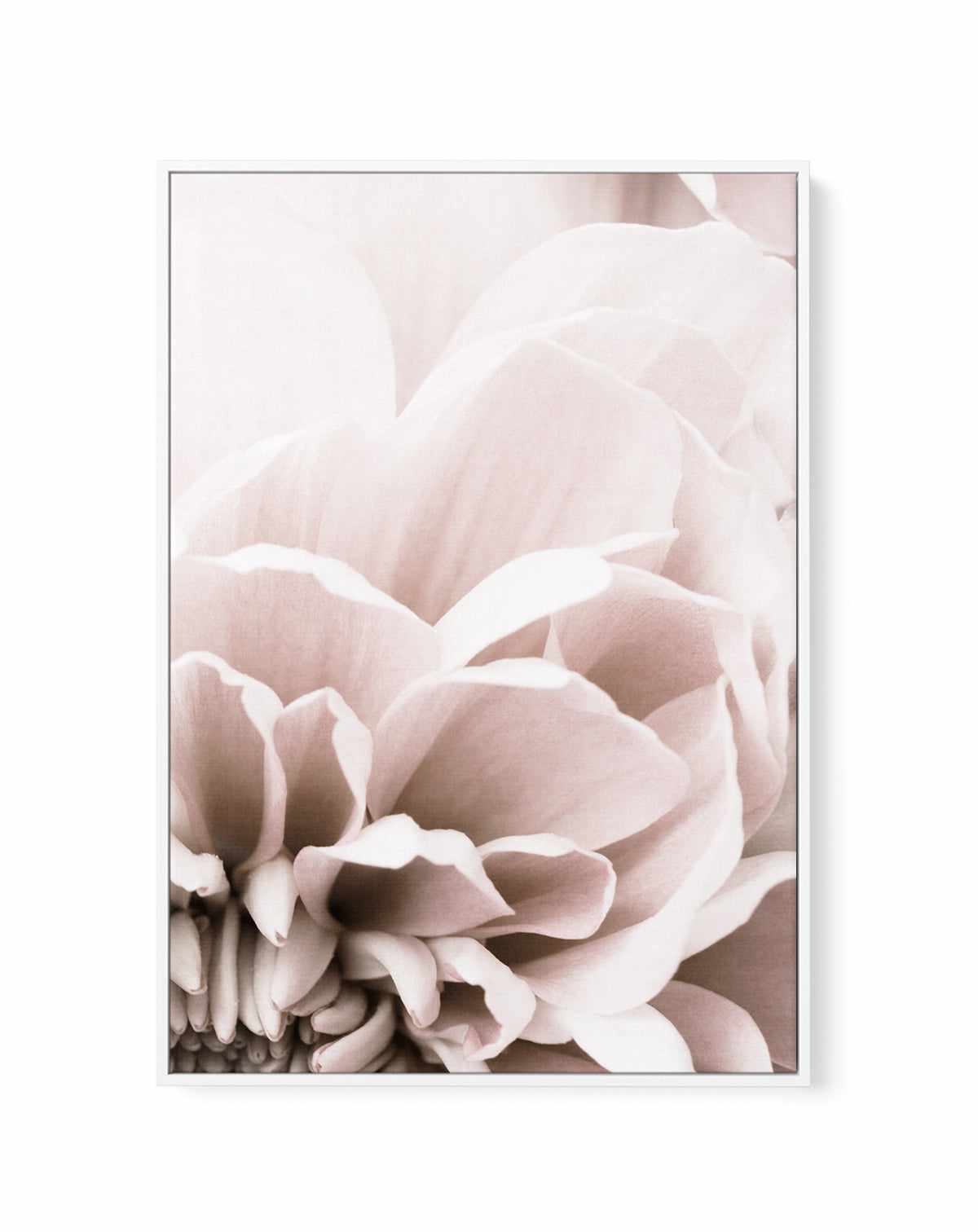 Chrysanthemum | Framed Canvas Art Print from Olive et Oriel where you can shop wallpaper and artworks online