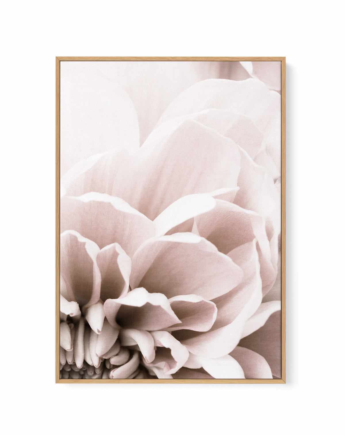 Chrysanthemum | Framed Canvas Art Print from Olive et Oriel where you can shop wallpaper and artworks online