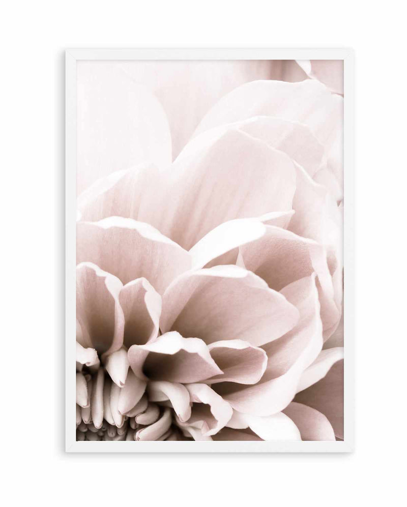 Chrysanthemum No 07 By Studio III | Art Print
