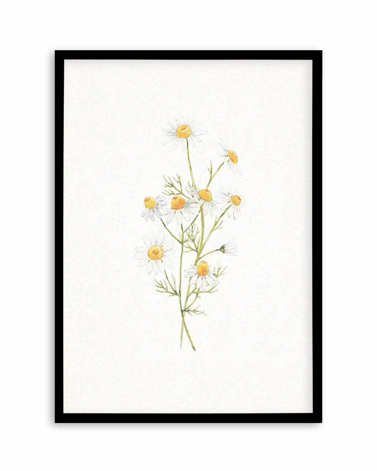 Daisies on Linen II Art Print