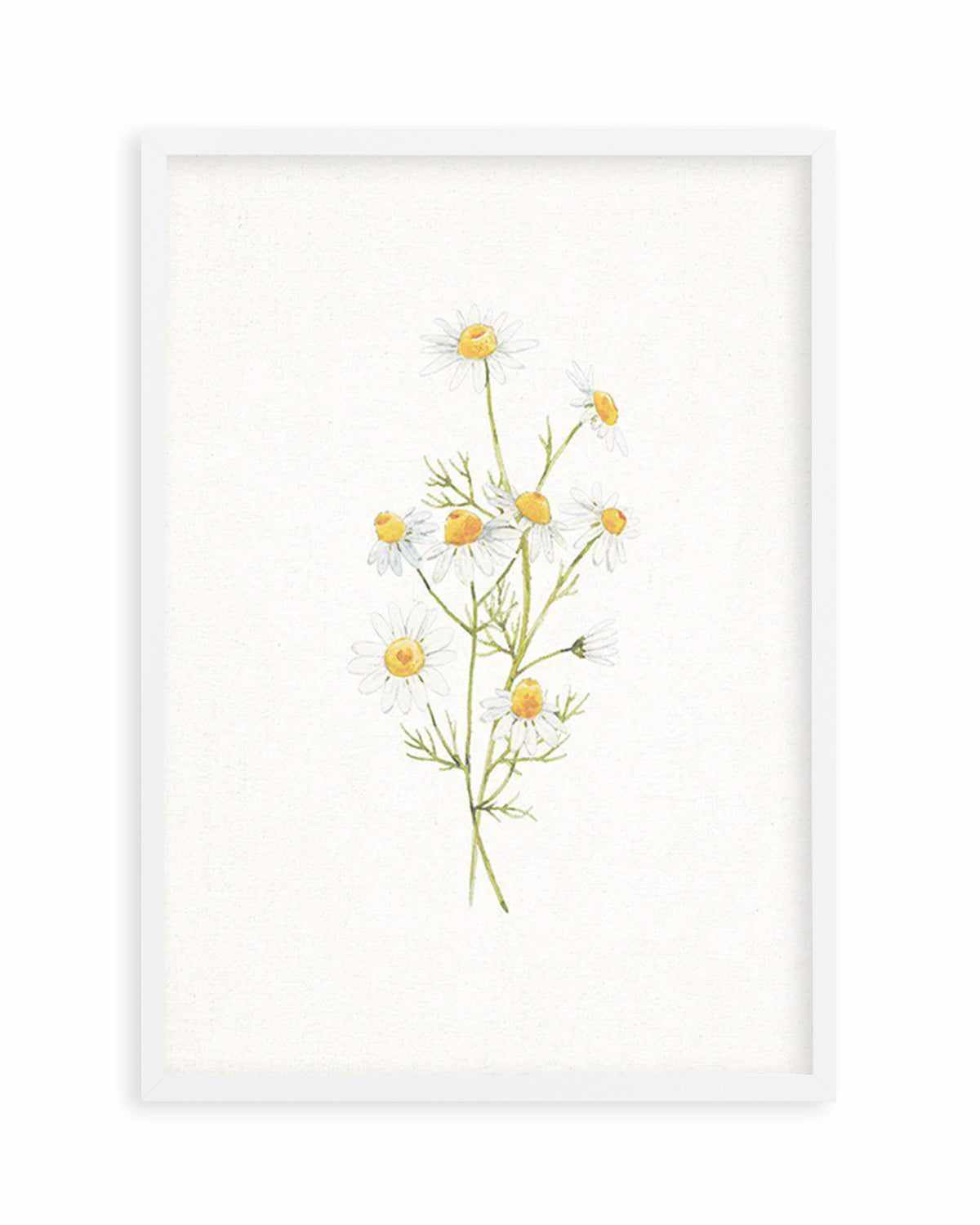 Daisies on Linen II Art Print