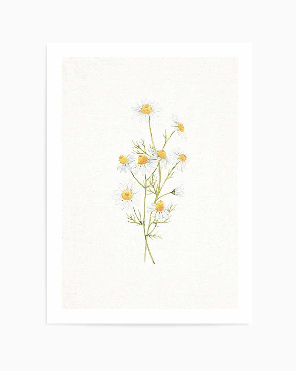 Daisies on Linen II Art Print