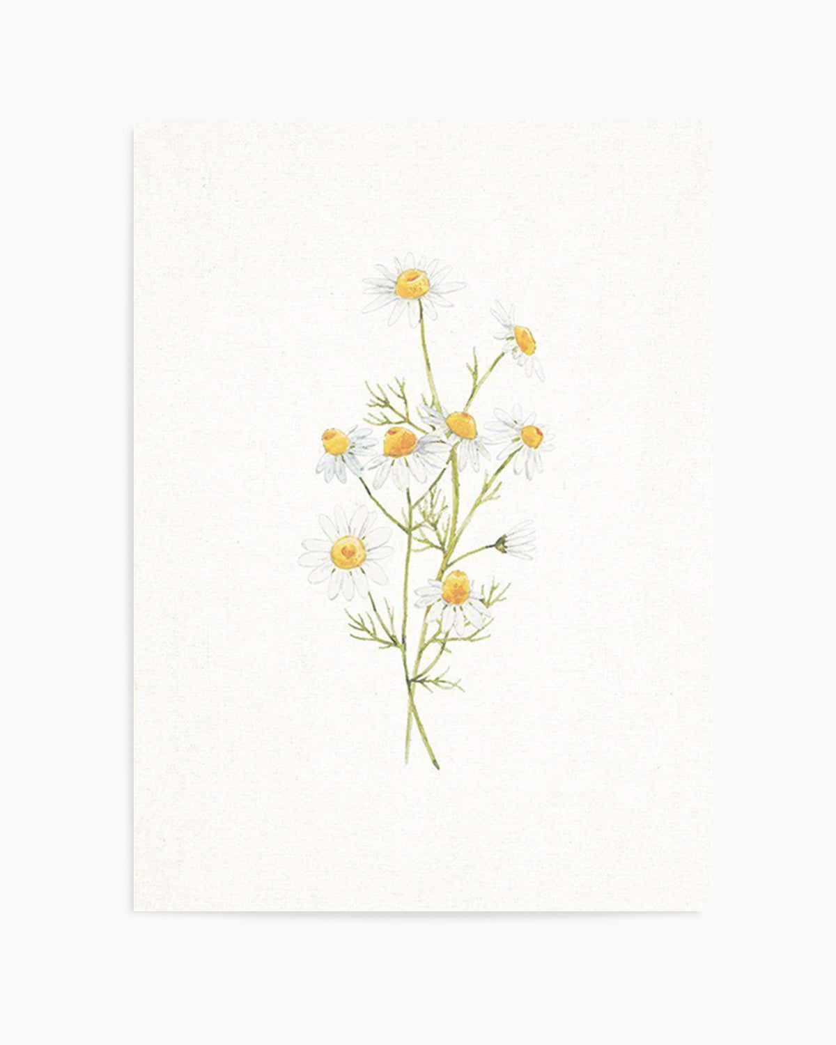 Daisies on Linen II Art Print