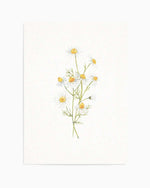 Daisies on Linen II Art Print