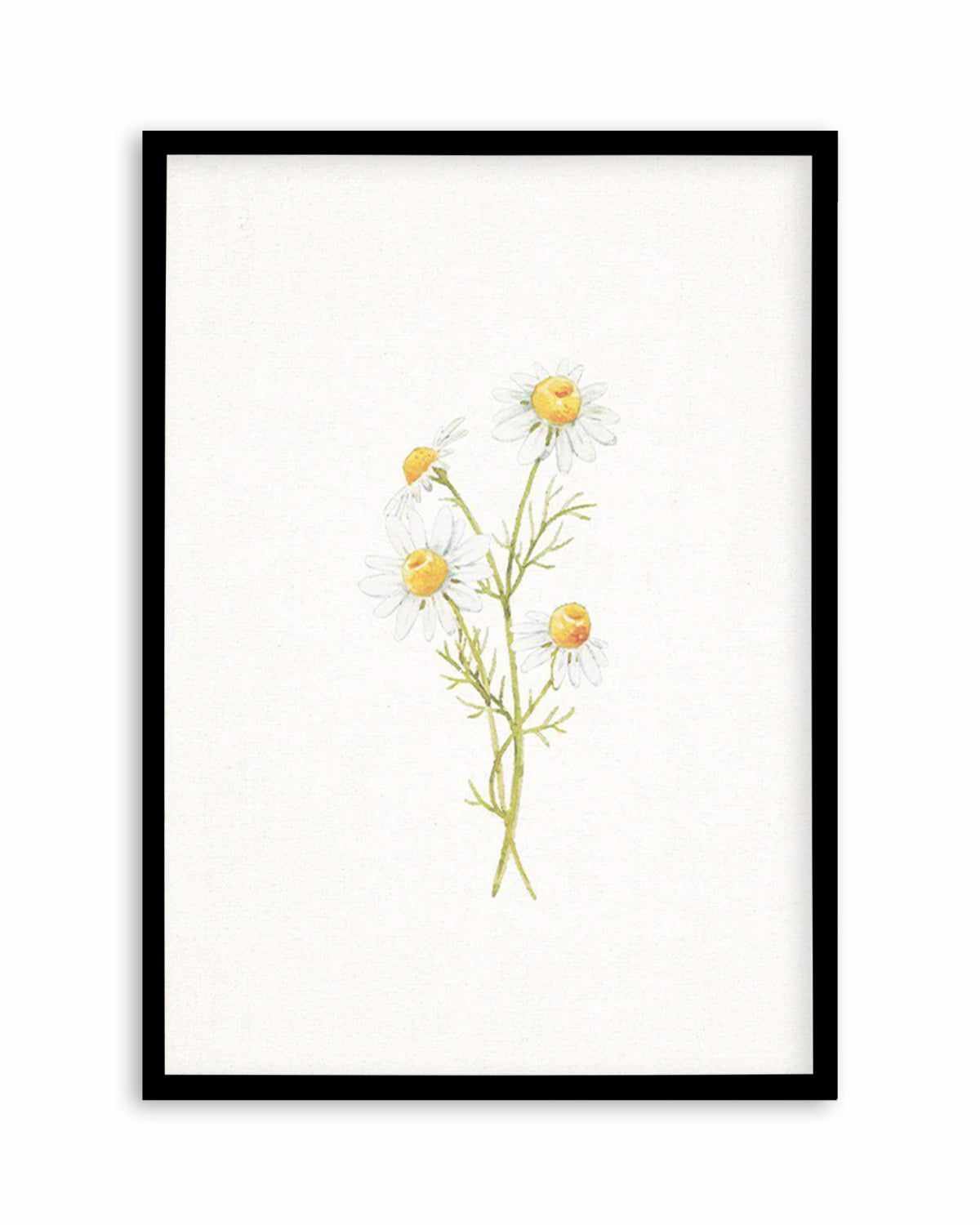 Daisies on Linen III Art Print