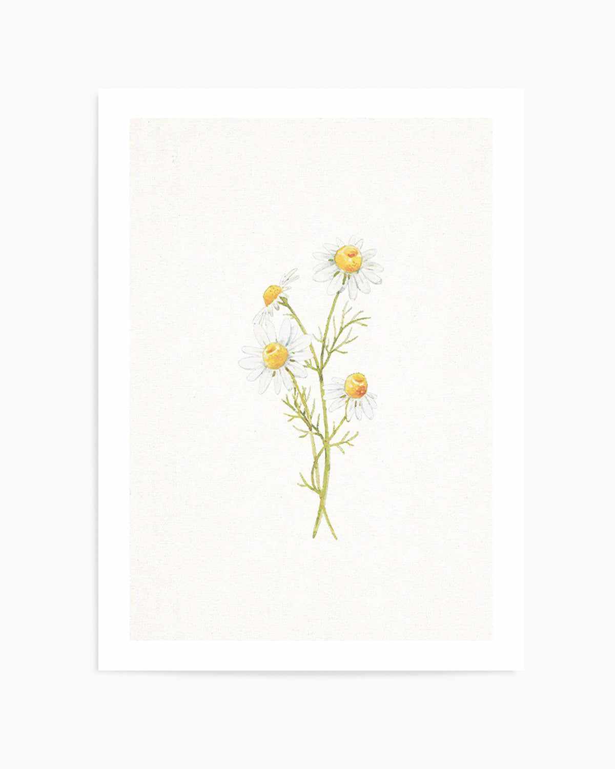 Daisies on Linen III Art Print