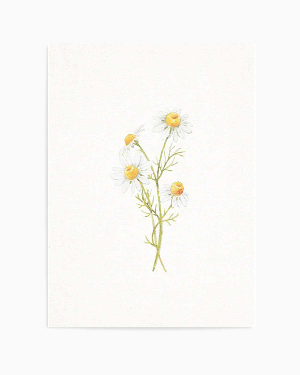 Daisies on Linen III Art Print