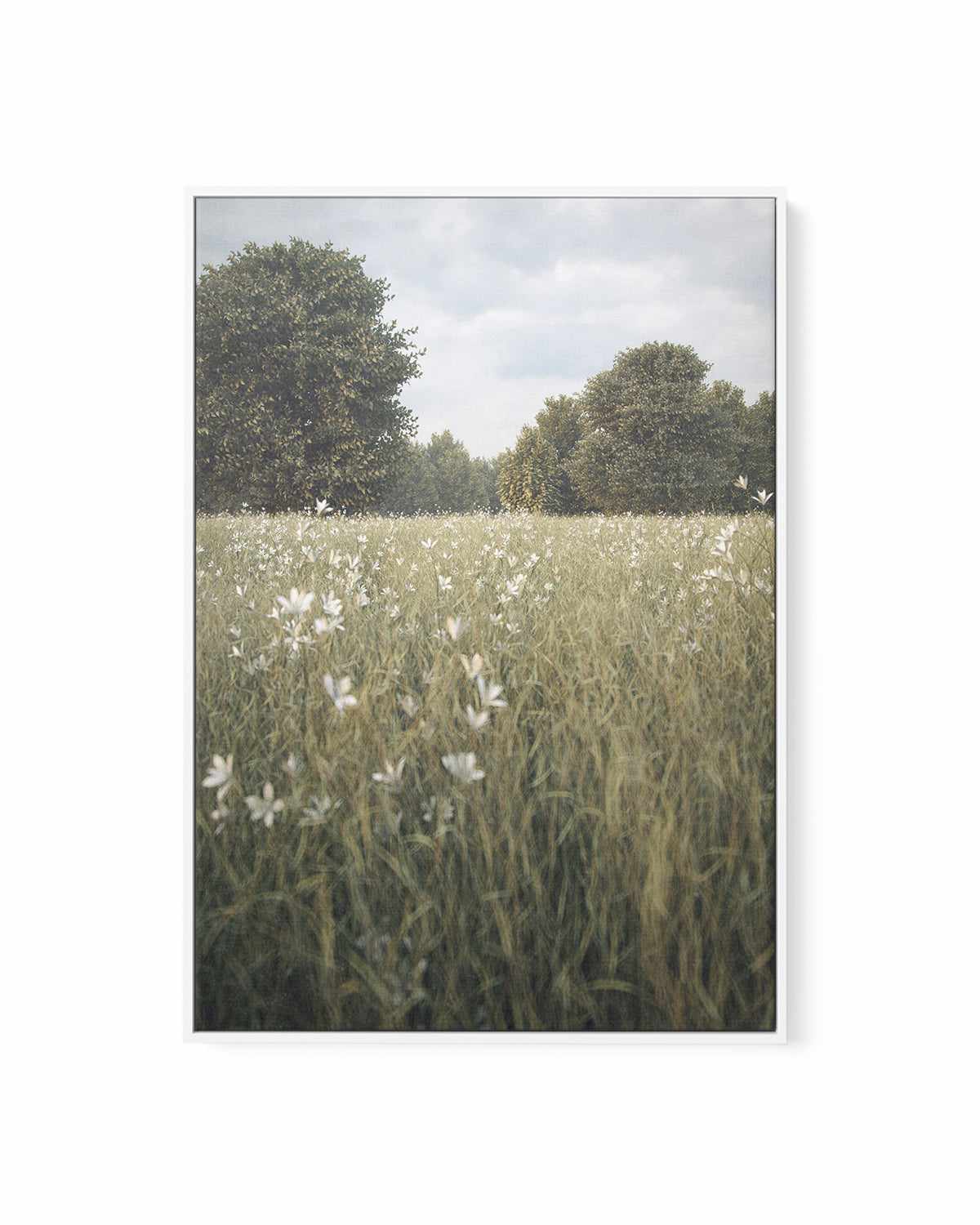 Daisy Fields by Guachinarte | Framed Canvas Art Print