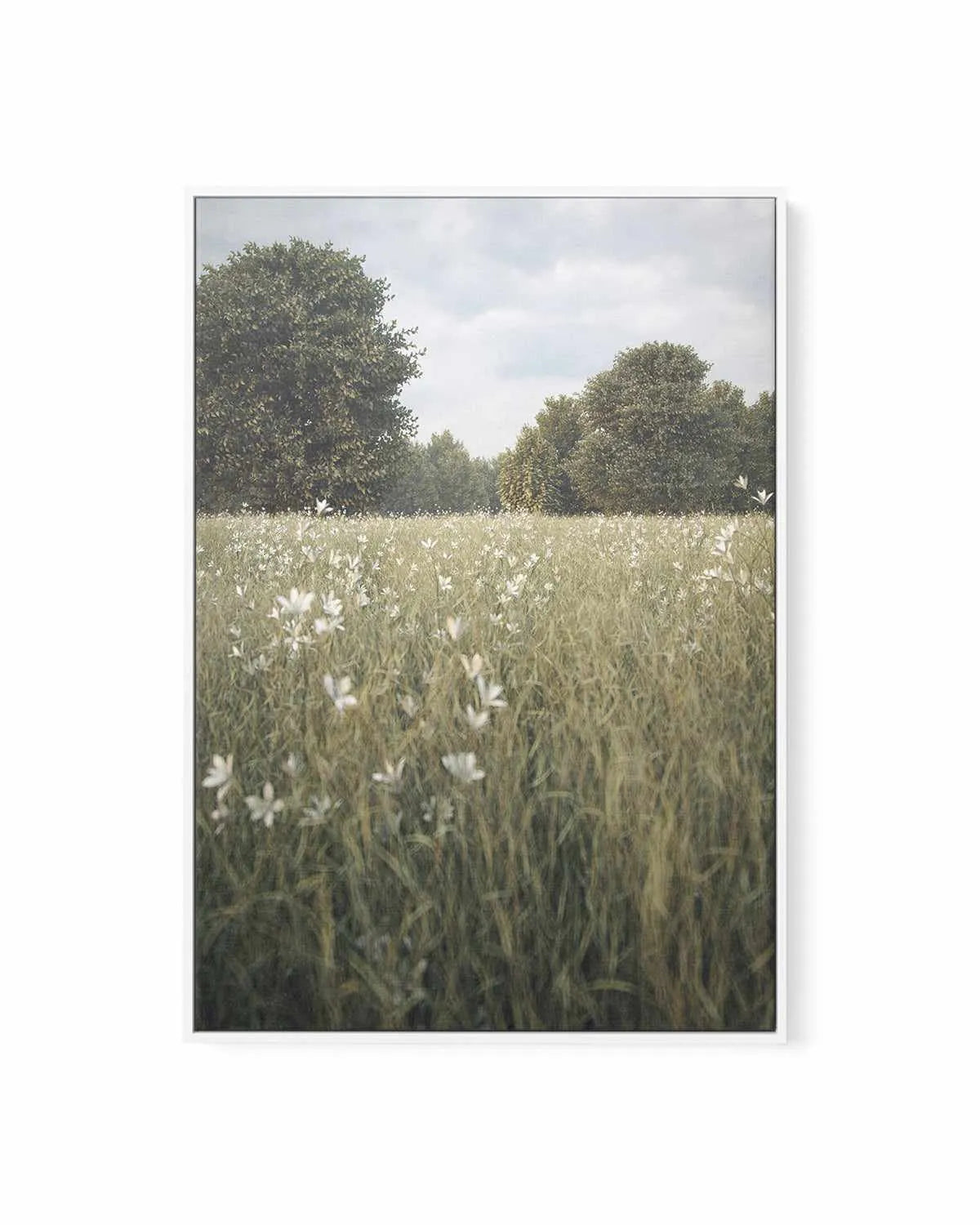 Daisy Fields by Guachinarte | Framed Canvas Art Print from Olive et Oriel where you can shop wallpaper and artworks online