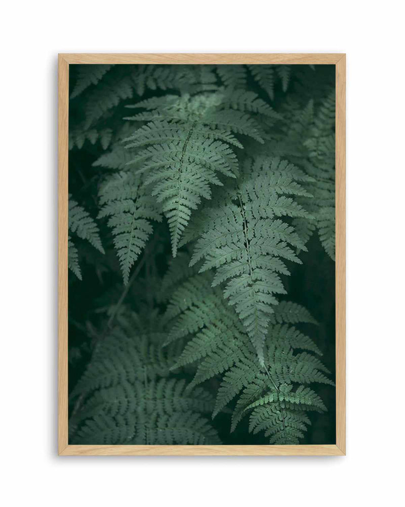 Dark Green Ferns Art Print