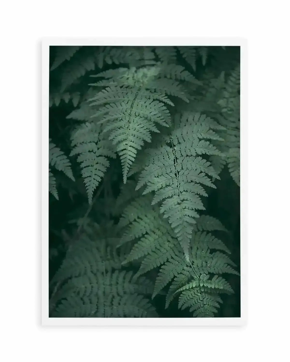 Dark Green Ferns Art Print from Olive et Oriel where you can shop wallpaper and artworks online