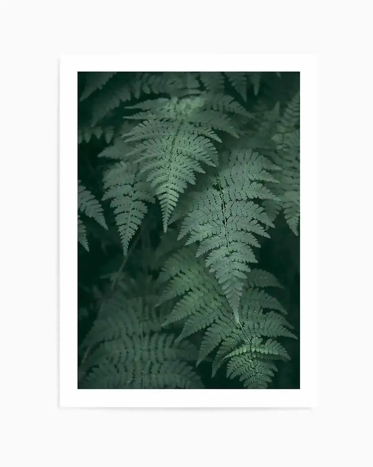 Dark Green Ferns Art Print from Olive et Oriel where you can shop wallpaper and artworks online