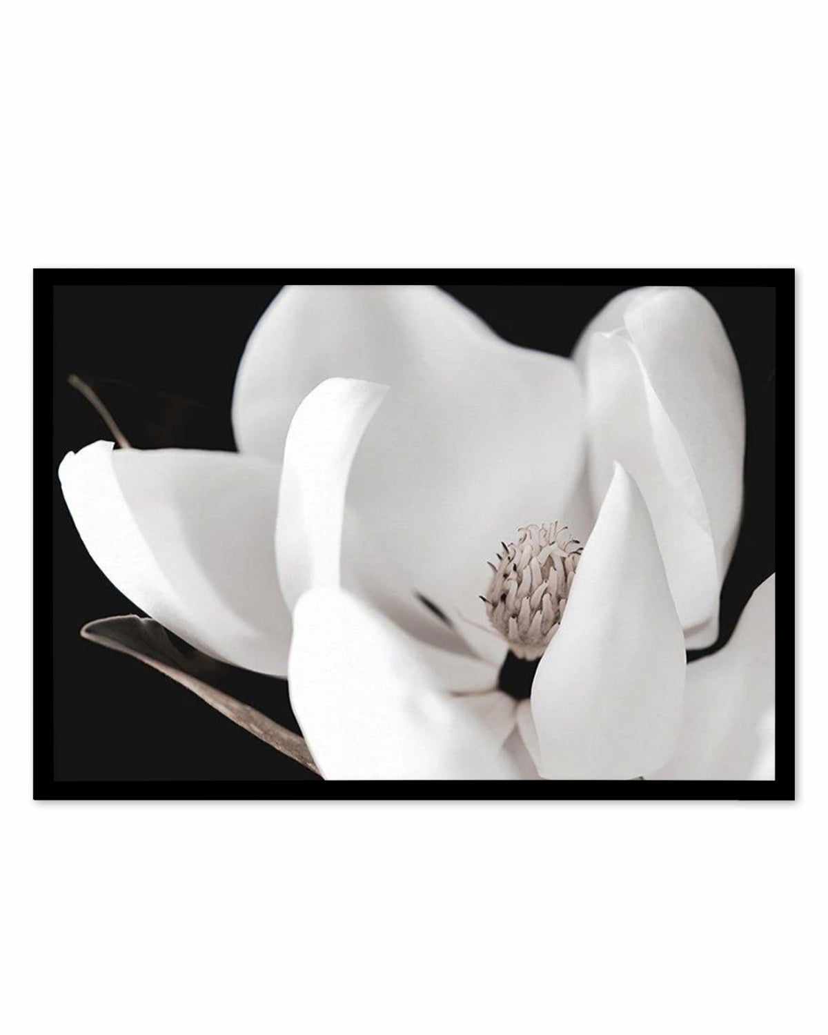 Dark Magnolia I | LS Art Print